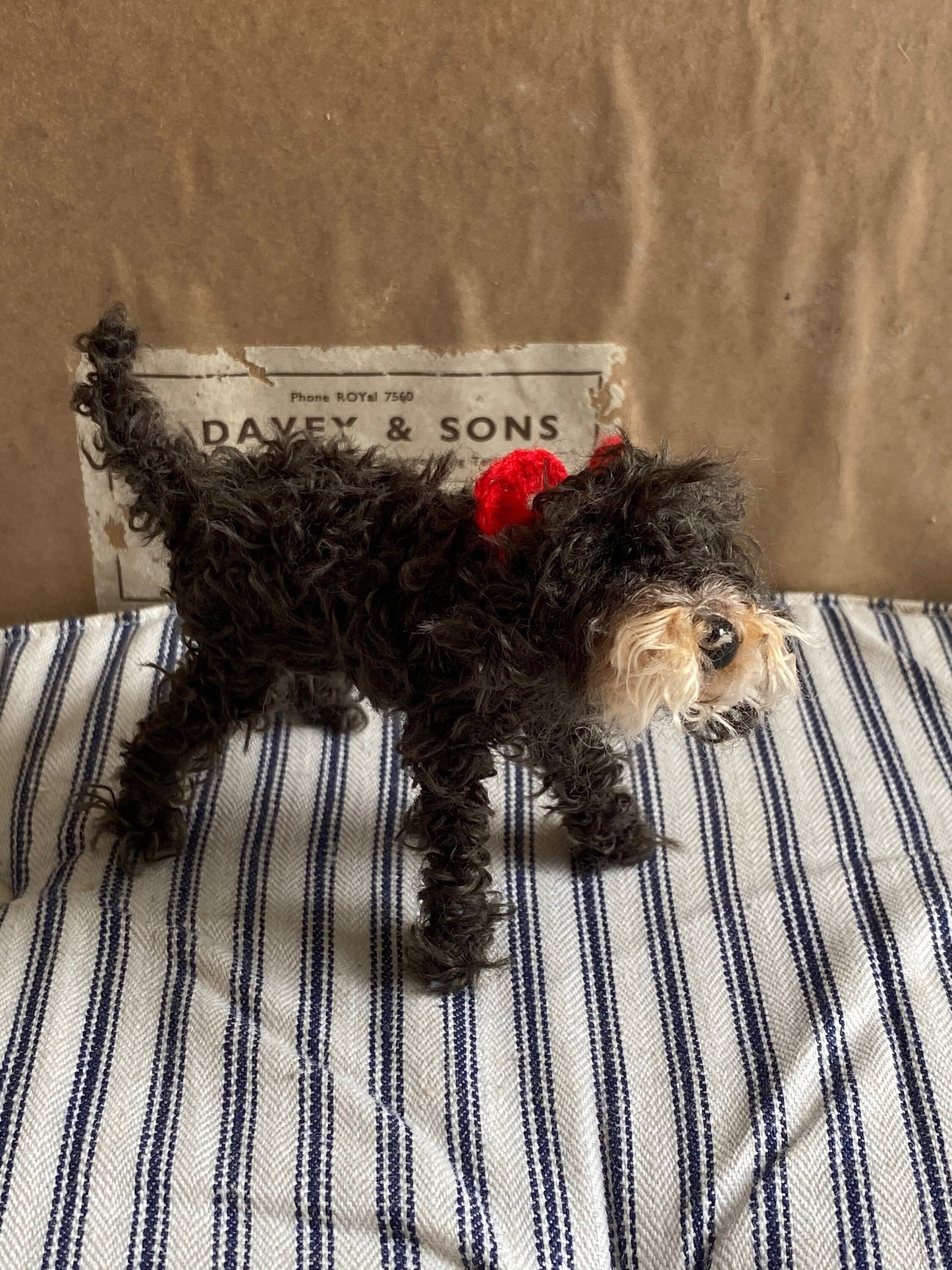 Faded black cockapoo.