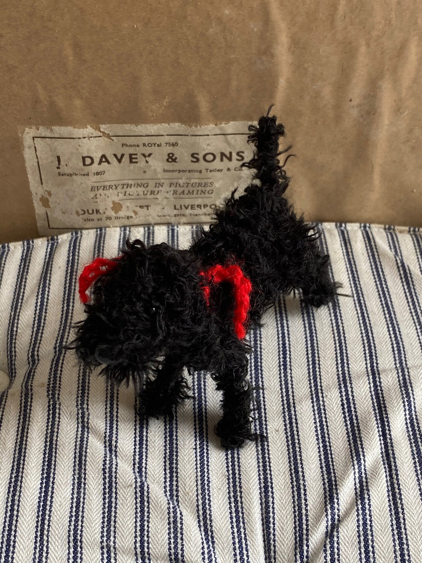 Solid black cockapoo, black labradoodle, black cavapoo.