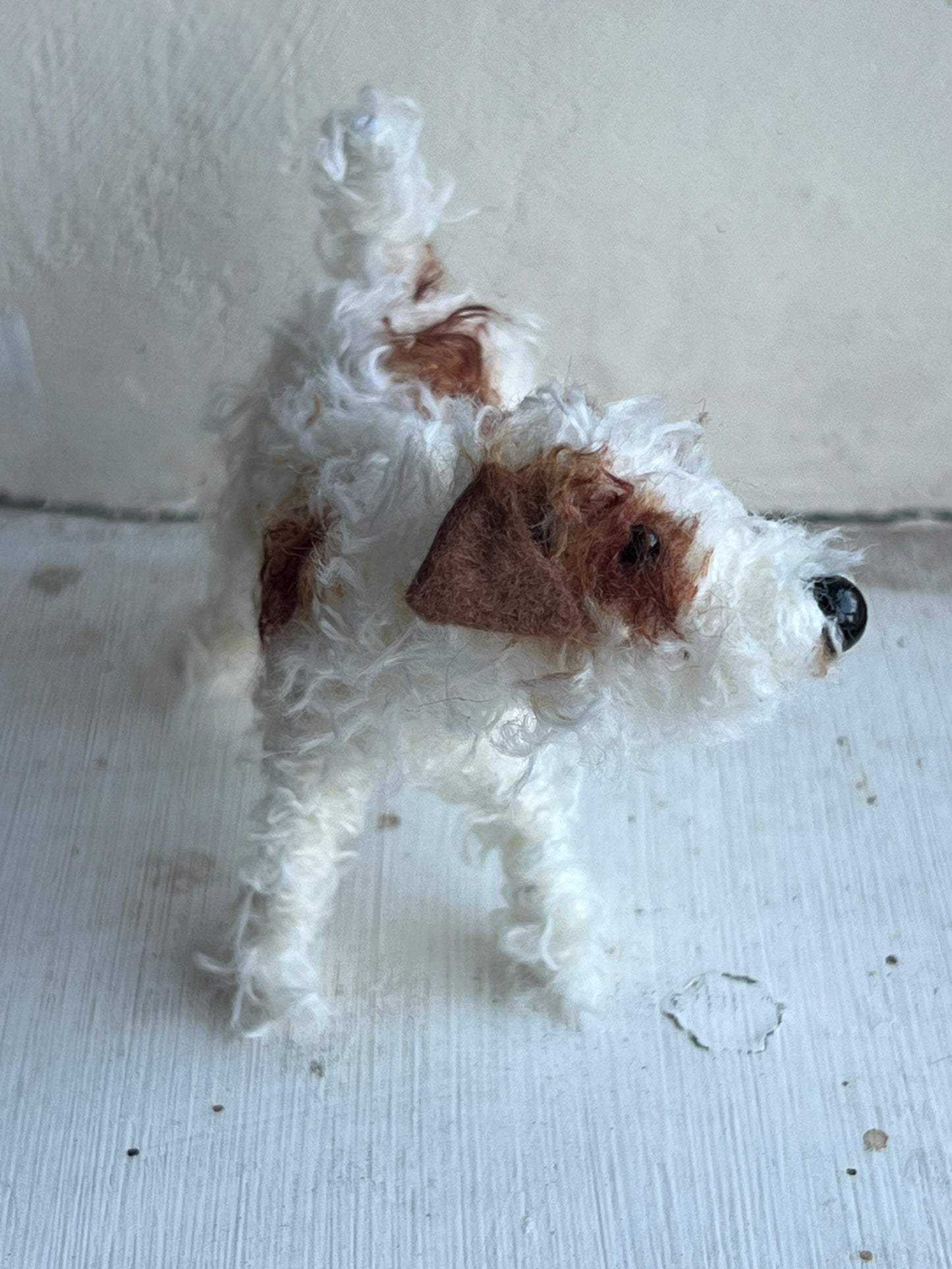 Wire-haired Jack Russell