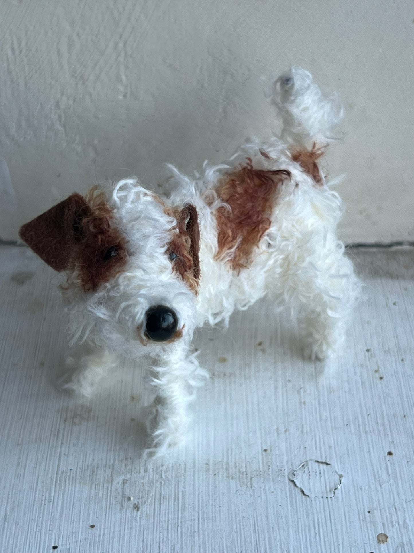 Wire-haired Jack Russell