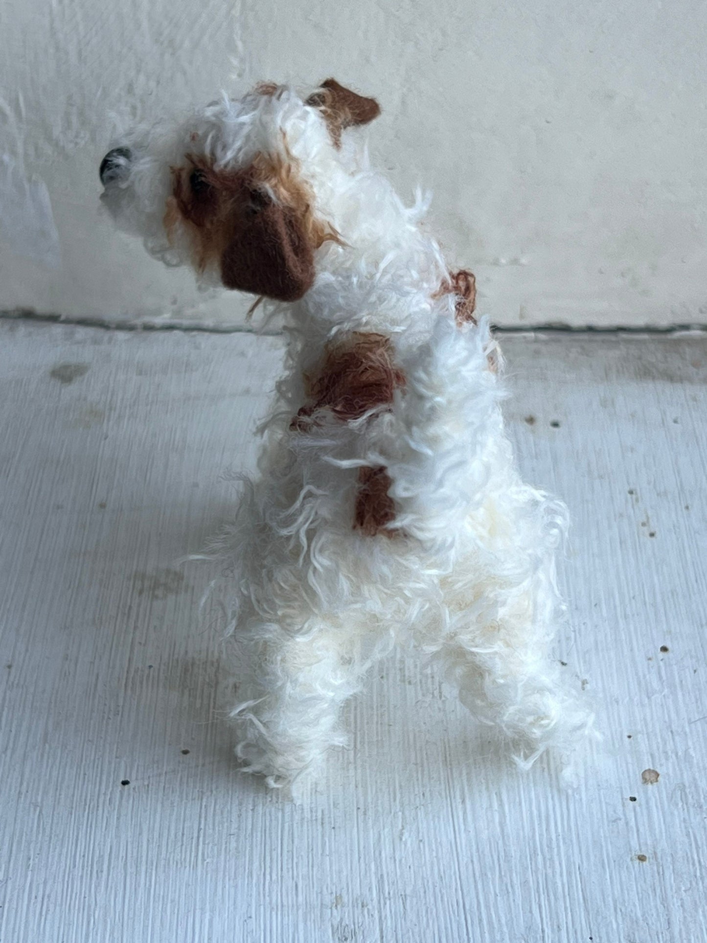 Wire-haired Jack Russell