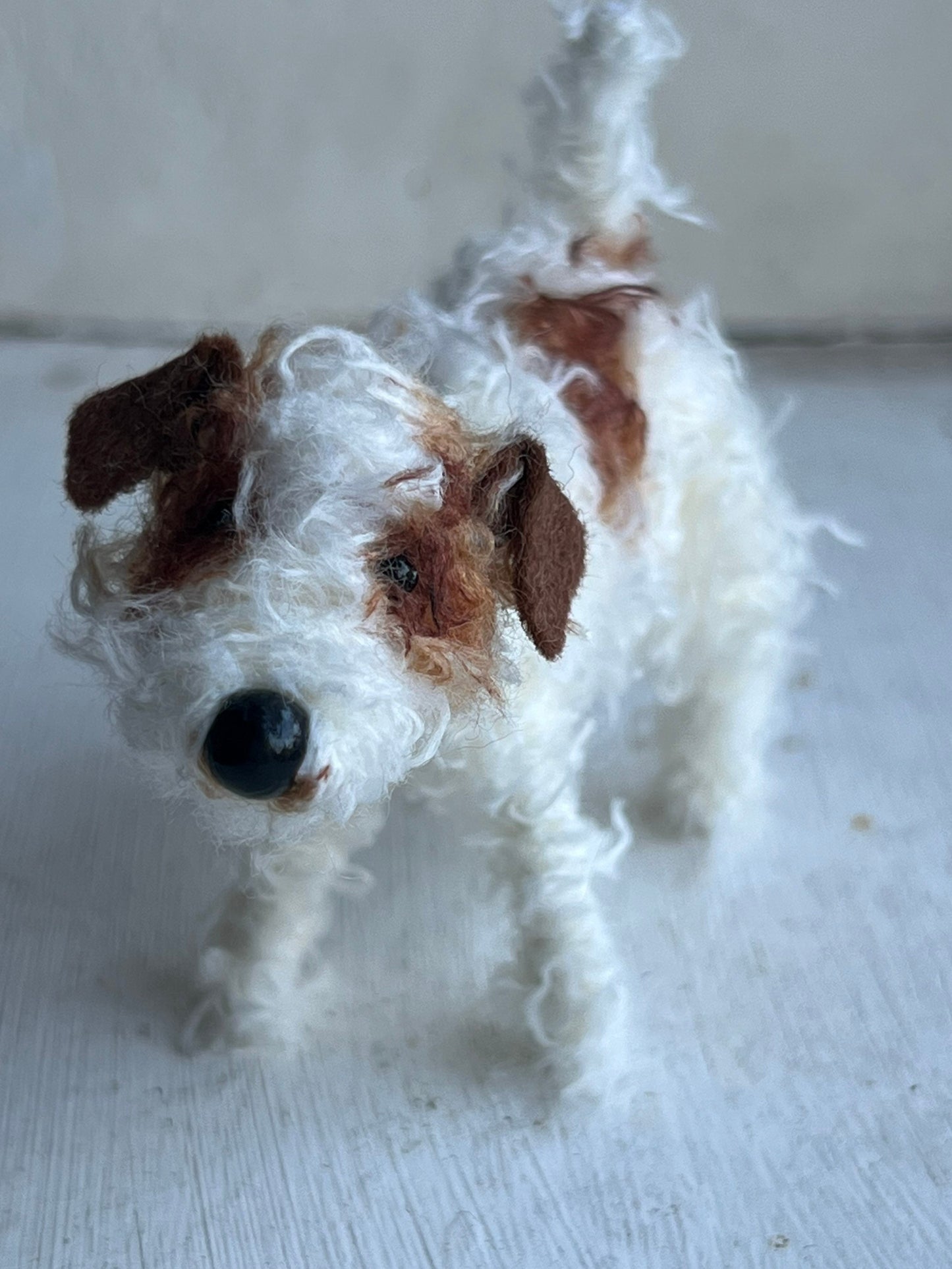 Wire-haired Jack Russell