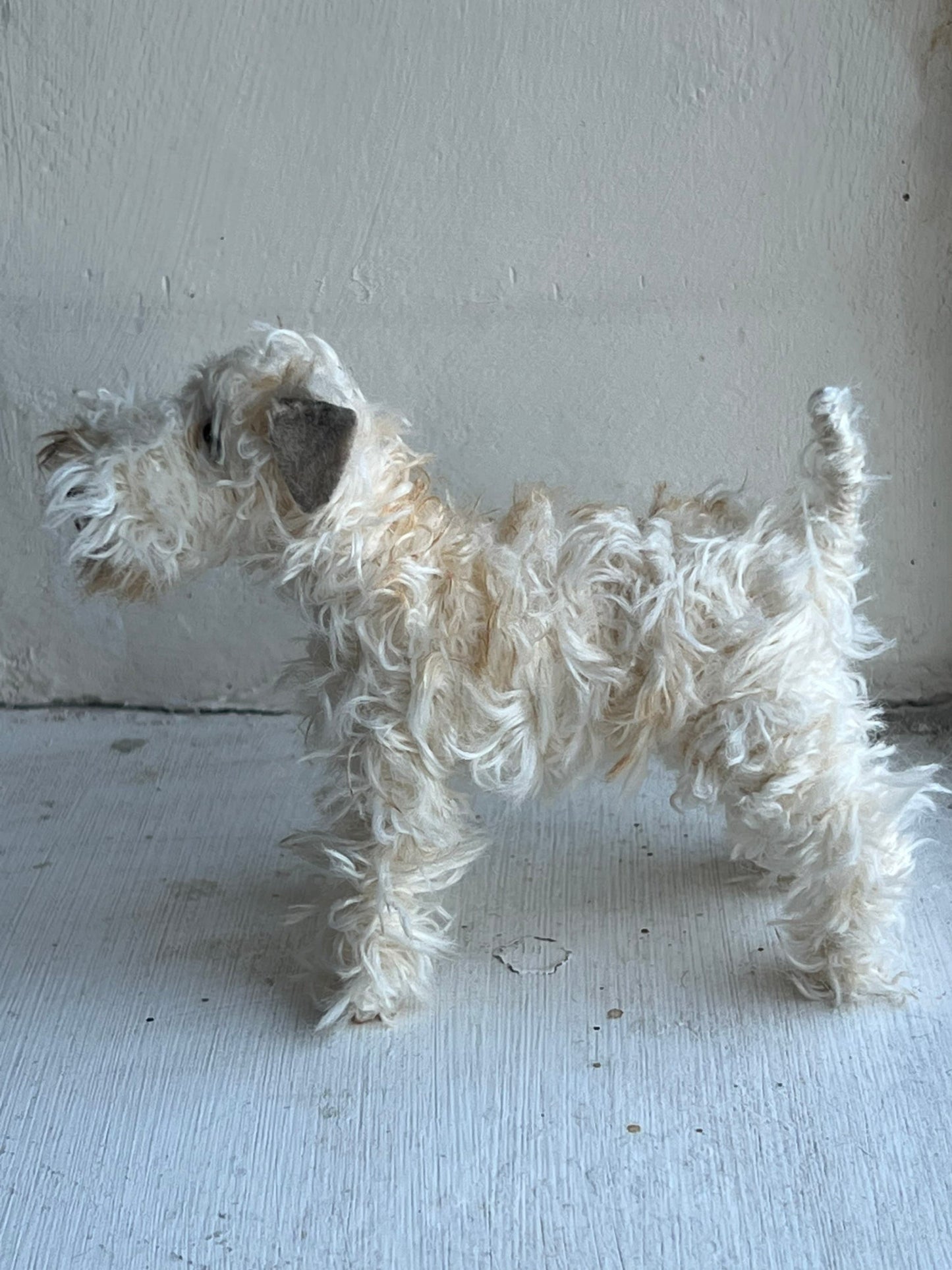 Wheaten Terrier miniature