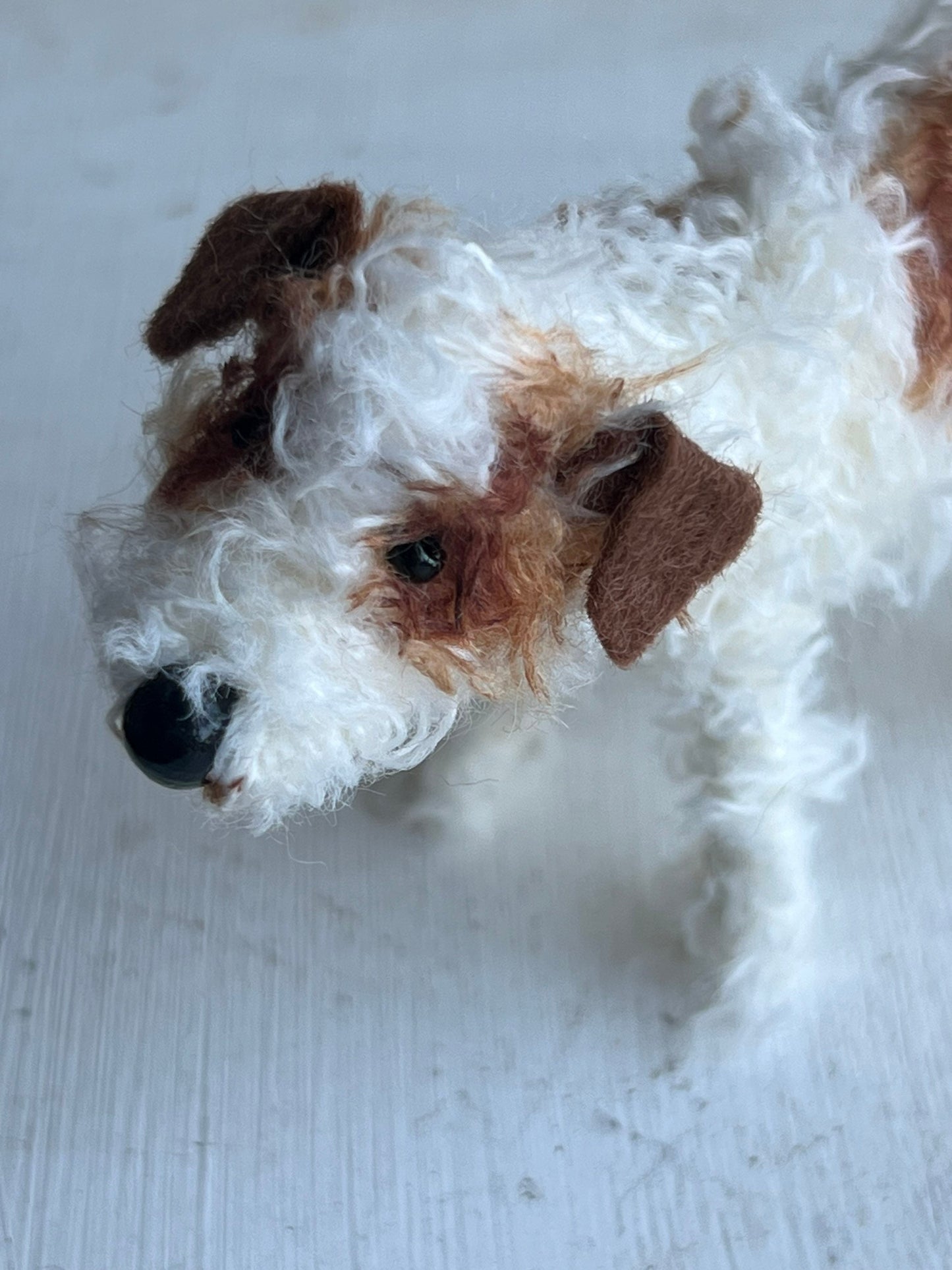 Wire-haired Jack Russell