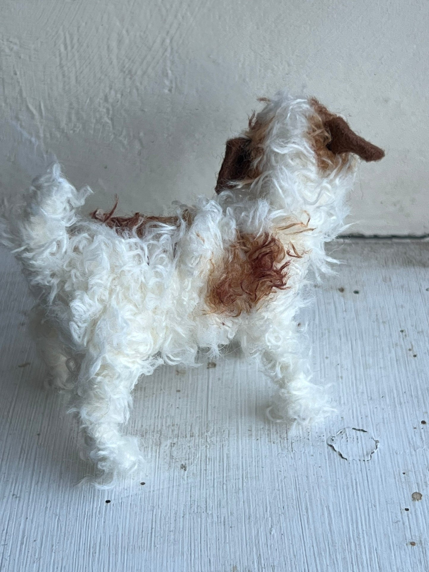 Wire-haired Jack Russell