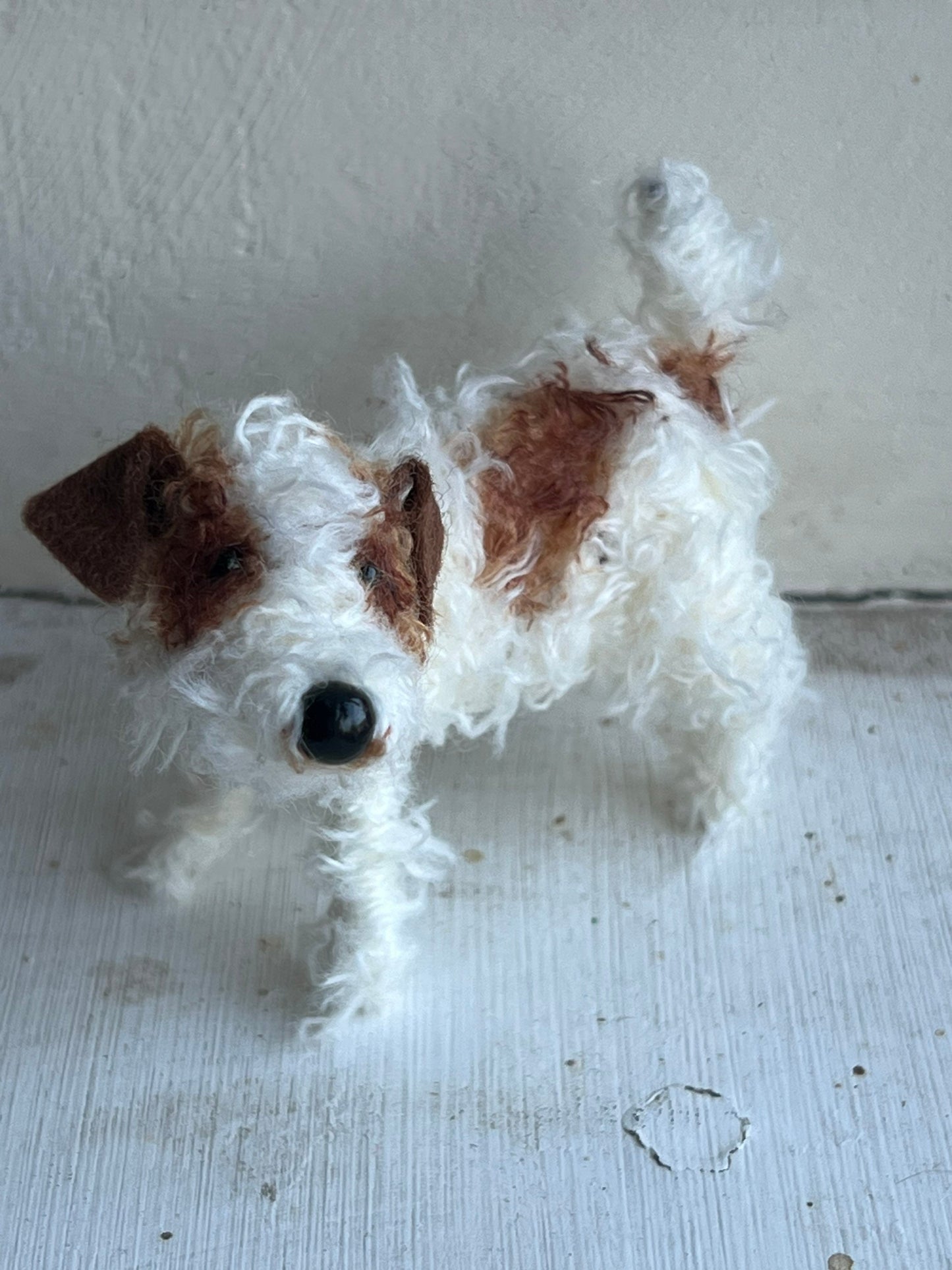 Wire-haired Jack Russell