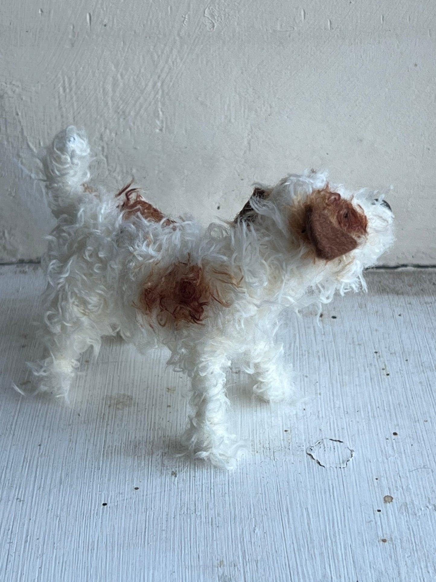 Wire-haired Jack Russell