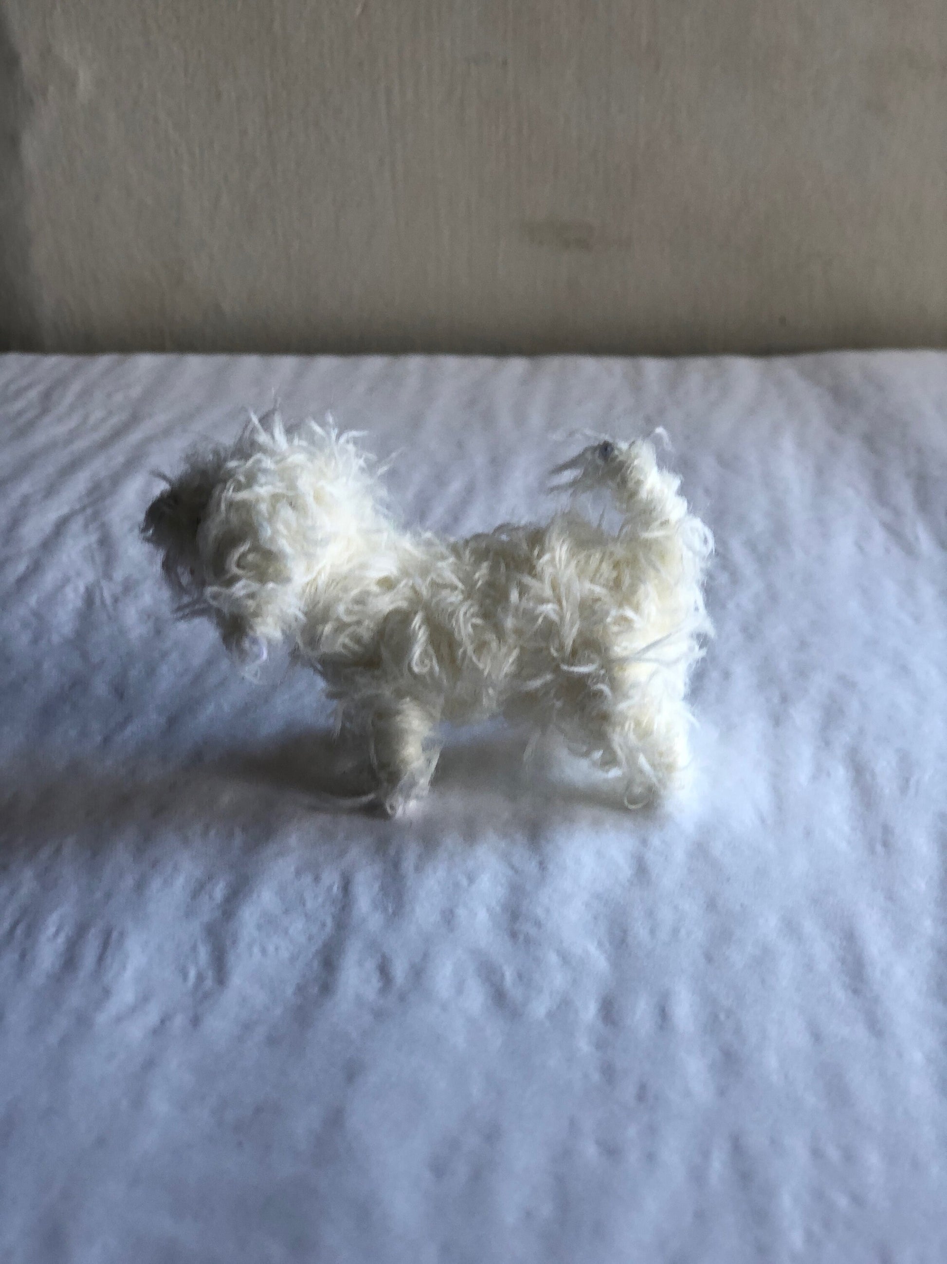 Miniature Bichon Frise dog decoration/ornament.