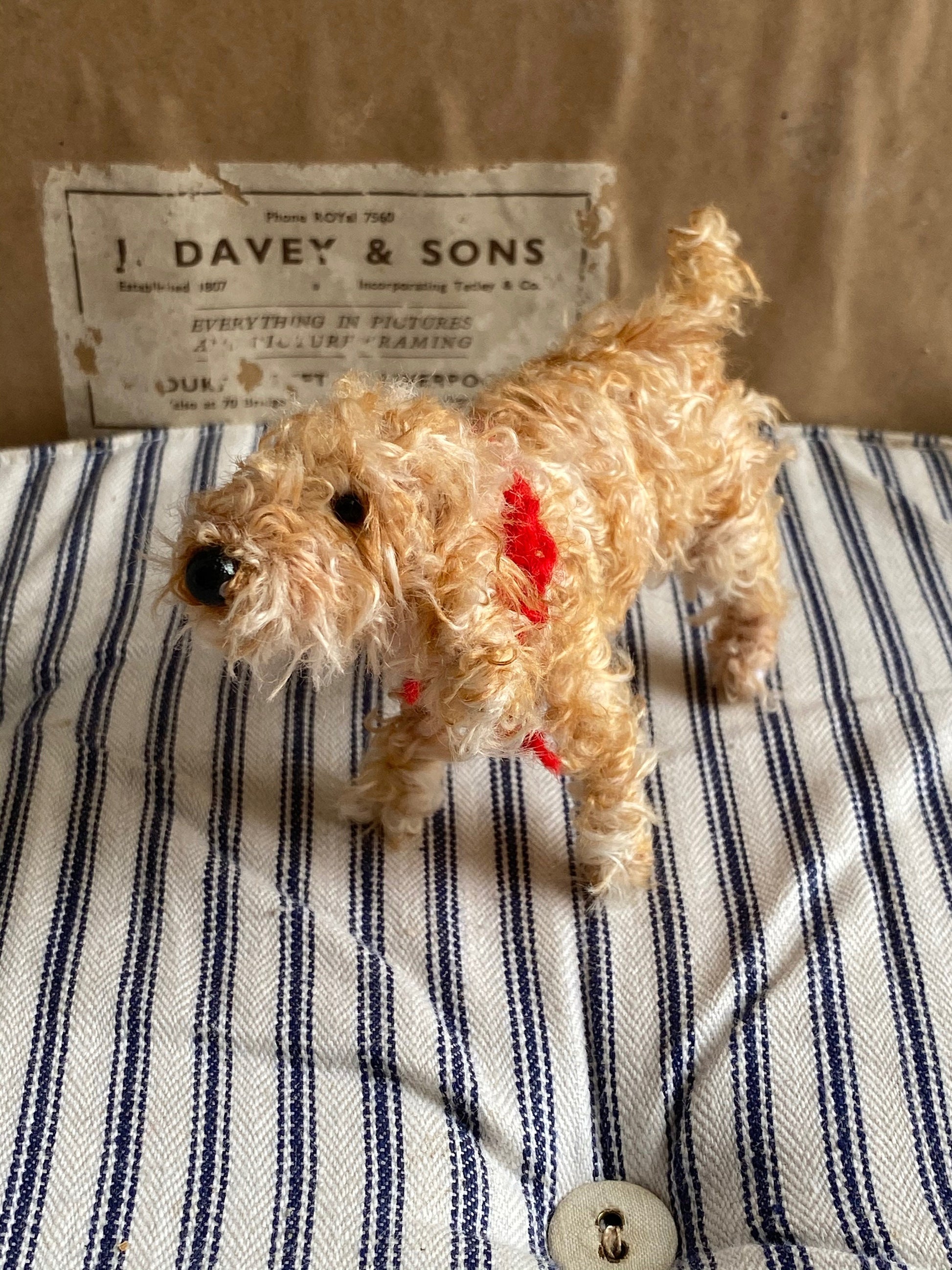 Apricot cockapoo, Apricot Cavachon, Apricot Labradoodle