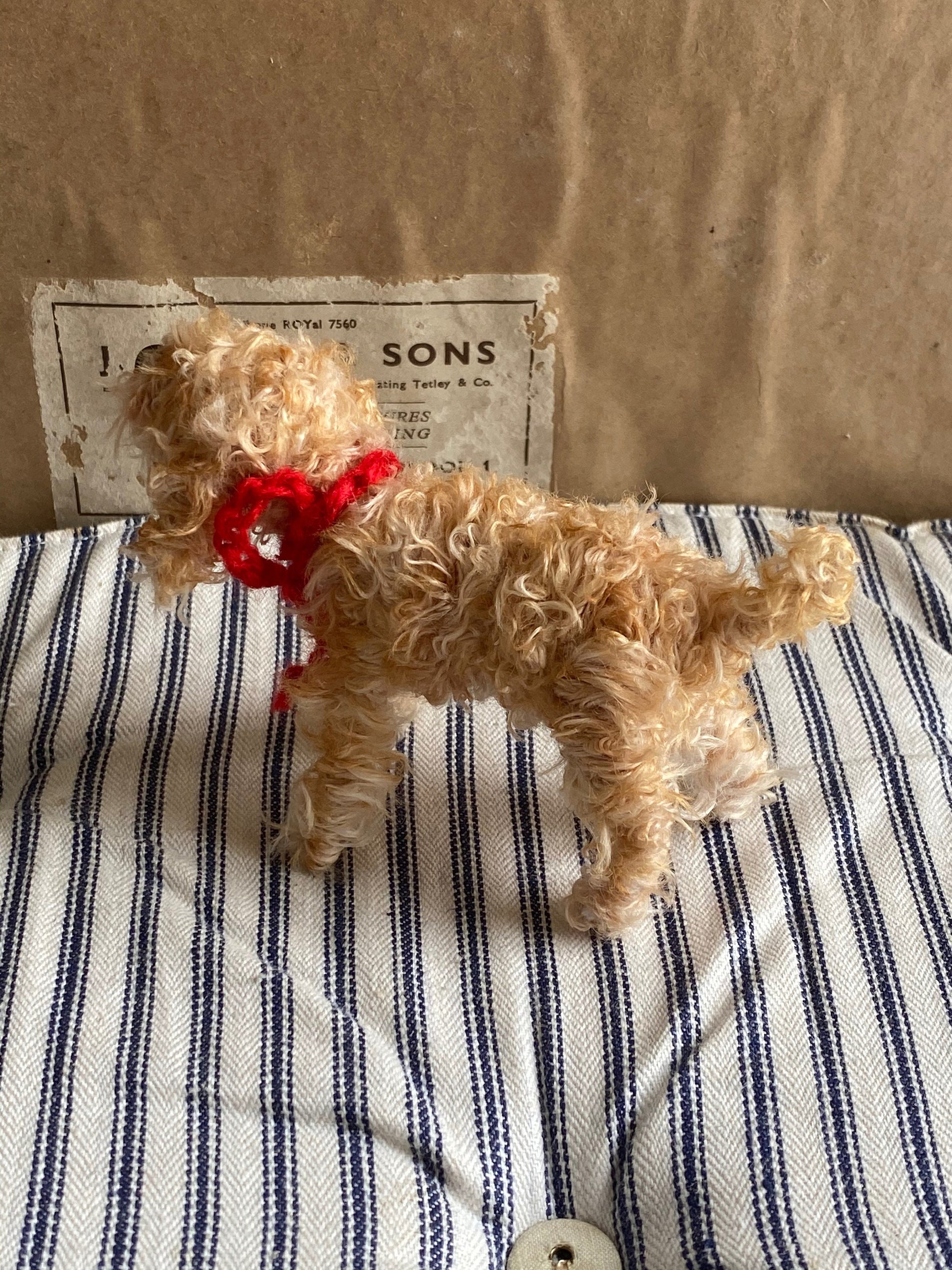 Apricot cockapoo, Apricot Cavachon, Apricot Labradoodle