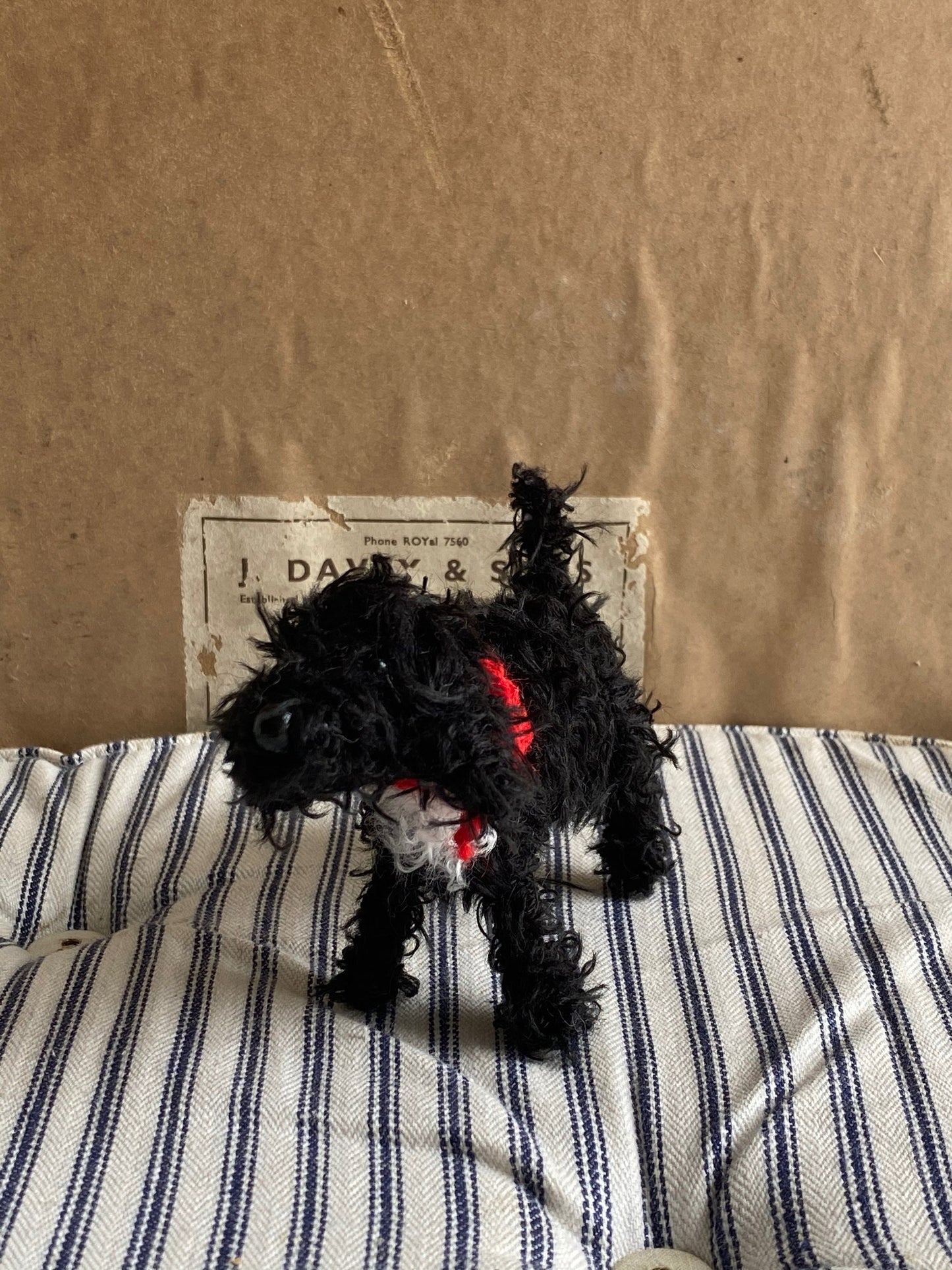 Black and white/Tuxedo Labradoodle, Cockapoo, Cavapoo, Cavachon