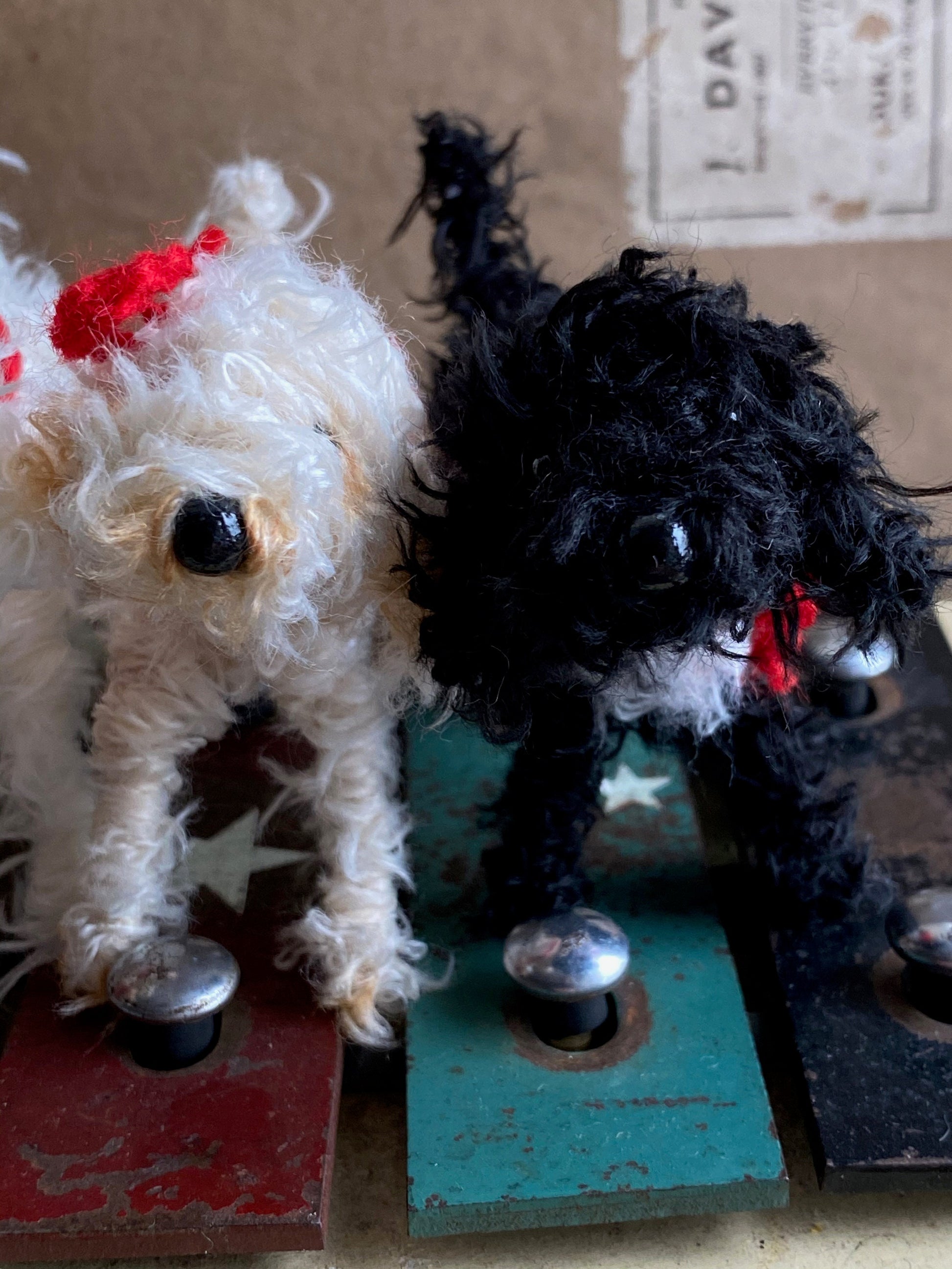 Black and white/Tuxedo Labradoodle, Cockapoo, Cavapoo, Cavachon