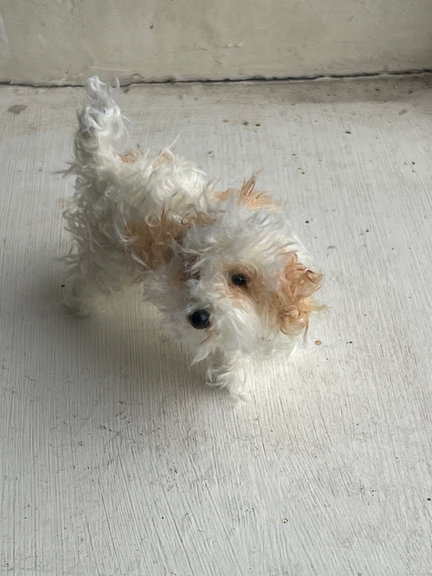 Cavachon decoration/miniature/ornament