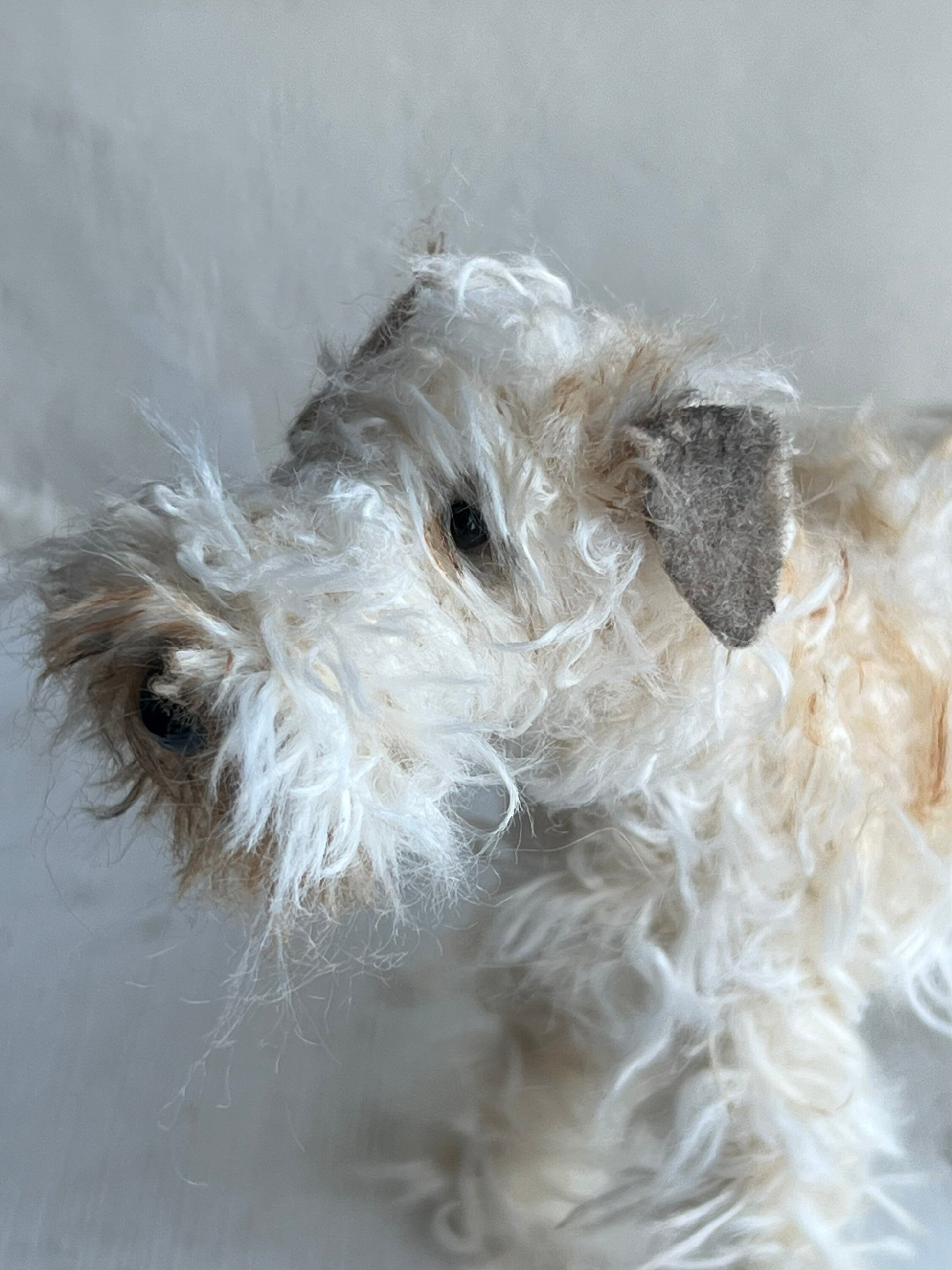 Wheaten Terrier miniature