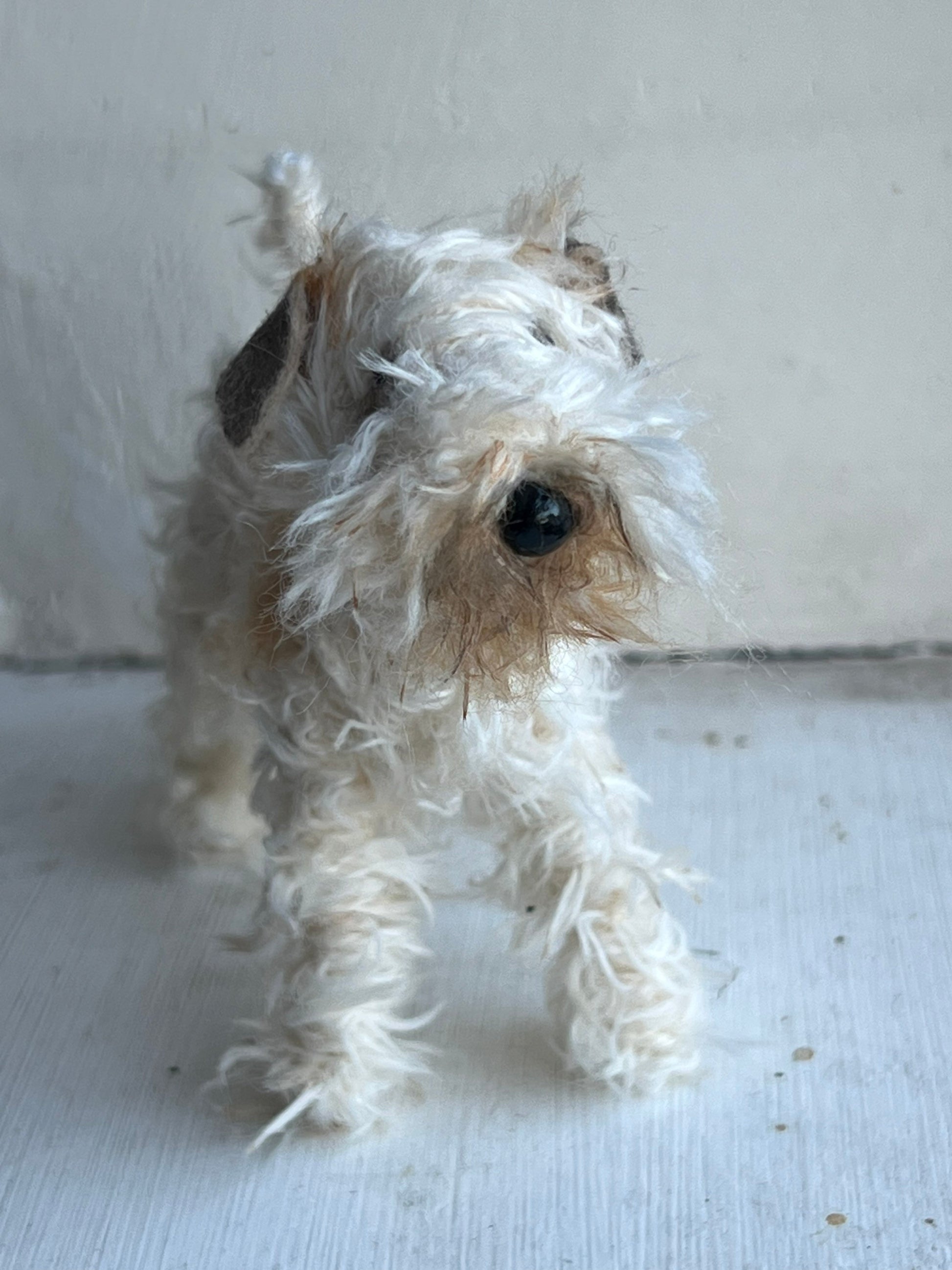 Wheaten Terrier miniature