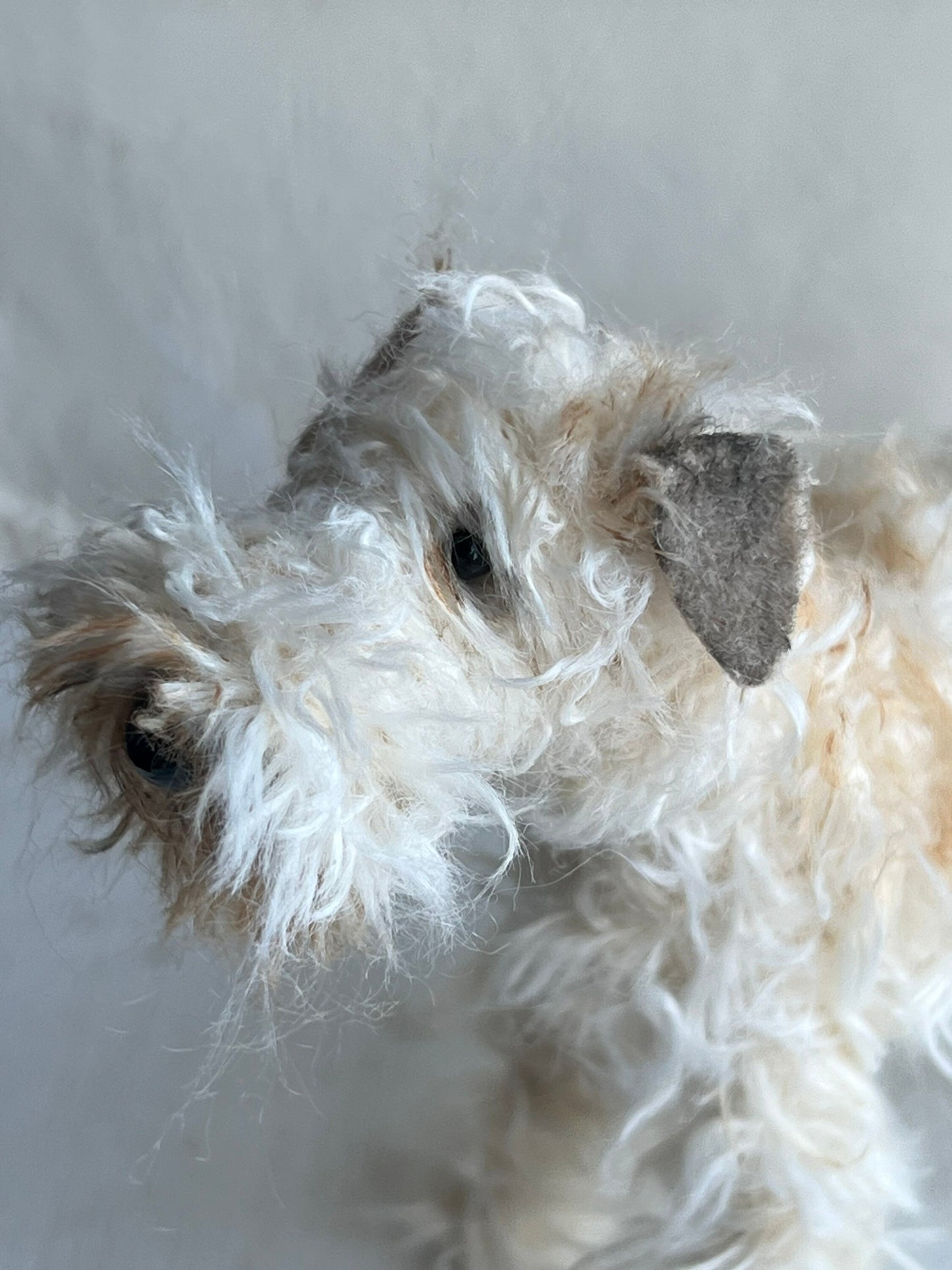 Wheaten Terrier miniature