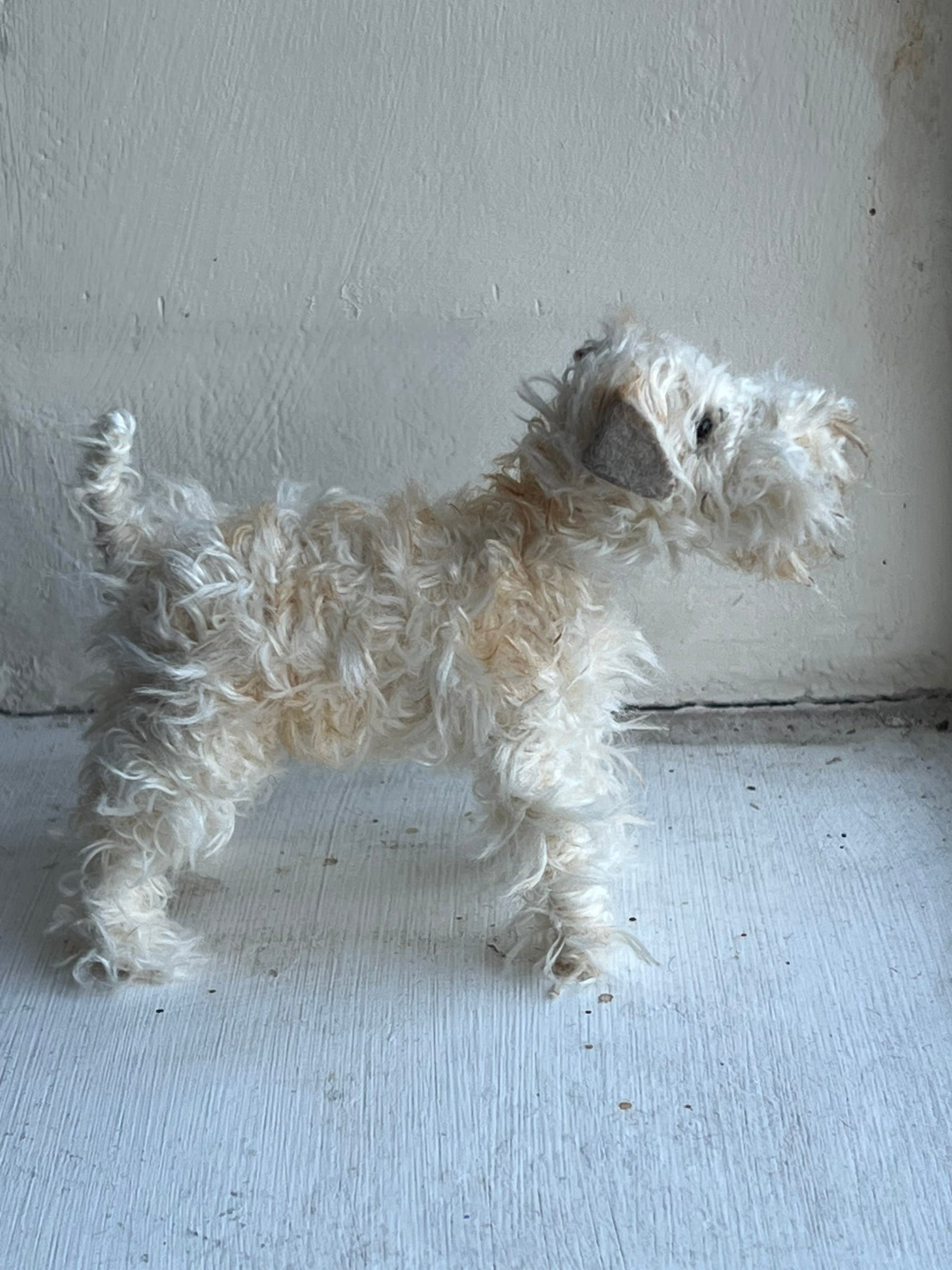 Wheaten Terrier miniature