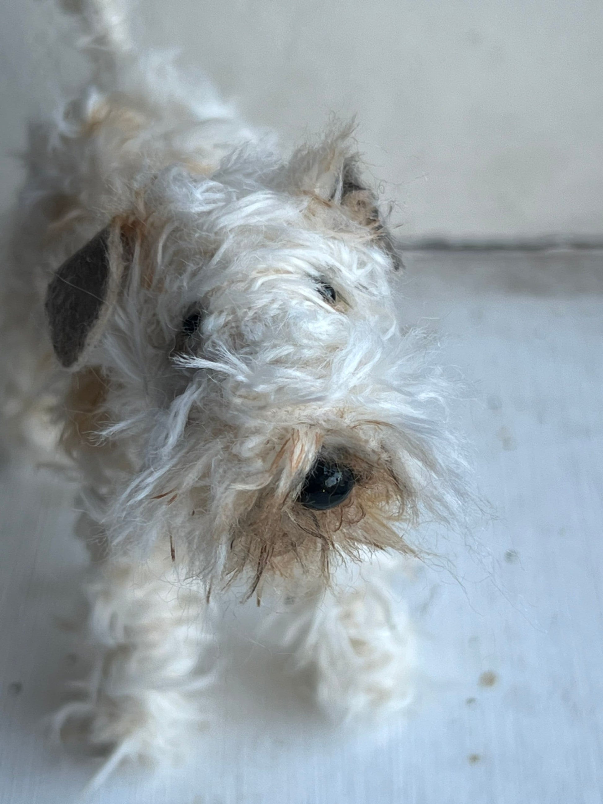 Wheaten Terrier miniature